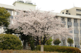 学内の桜（春）